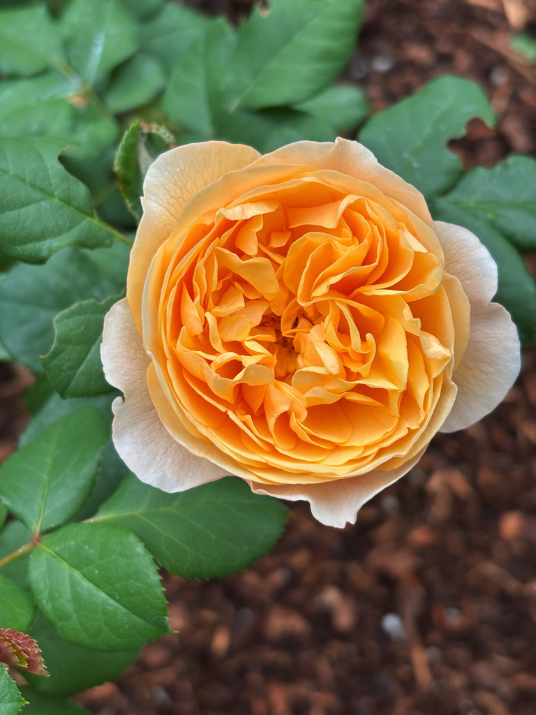 Apricot rose