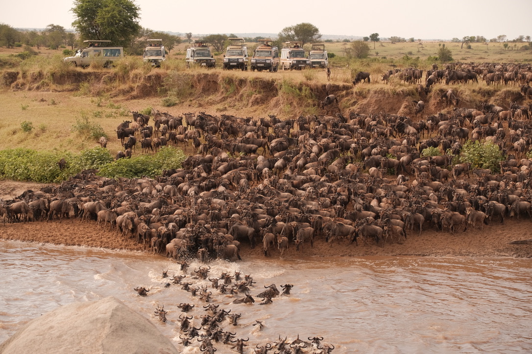 Wildebeest crossing the Mara