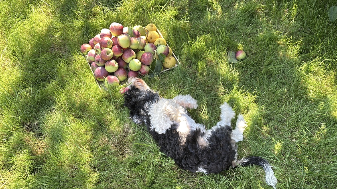 Chewie guarding the apple harvest