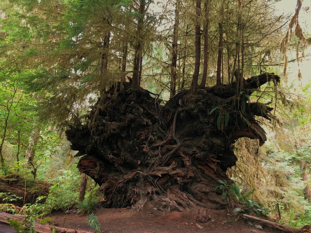 Uprooted giant in the rainforest