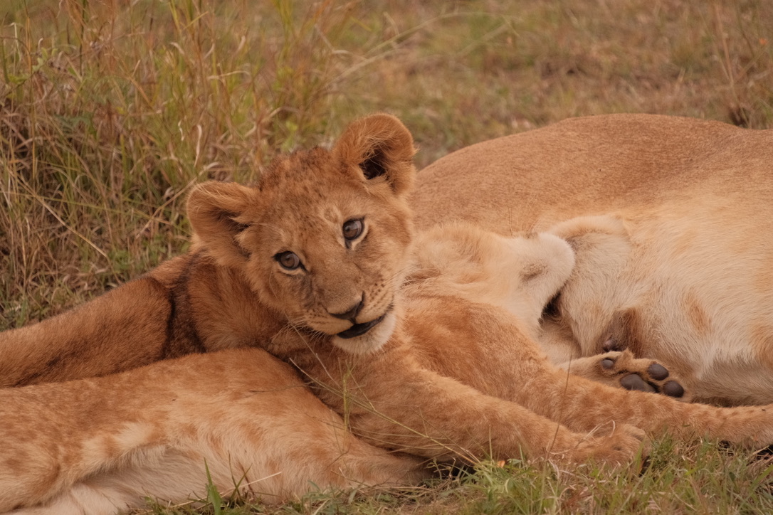 Lion cub in the Mara