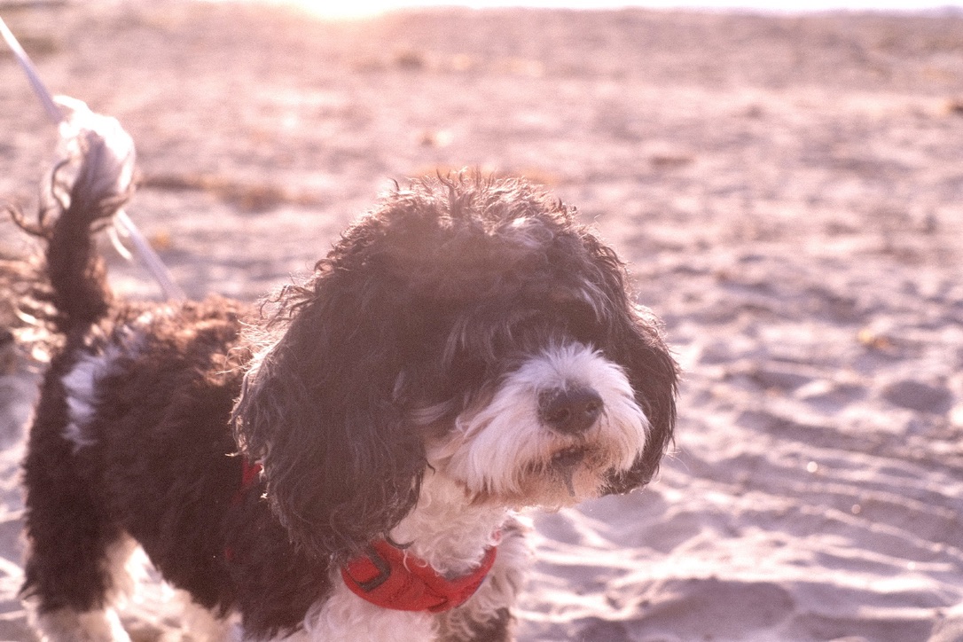 Chewie on the beach