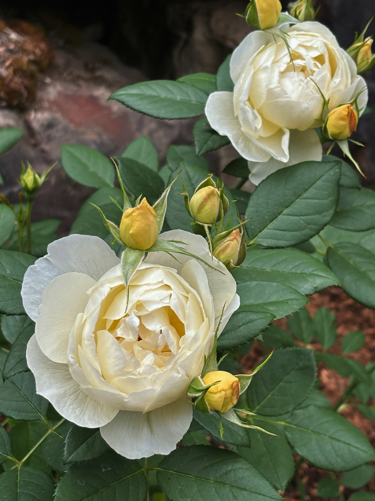 Cream and yellow roses