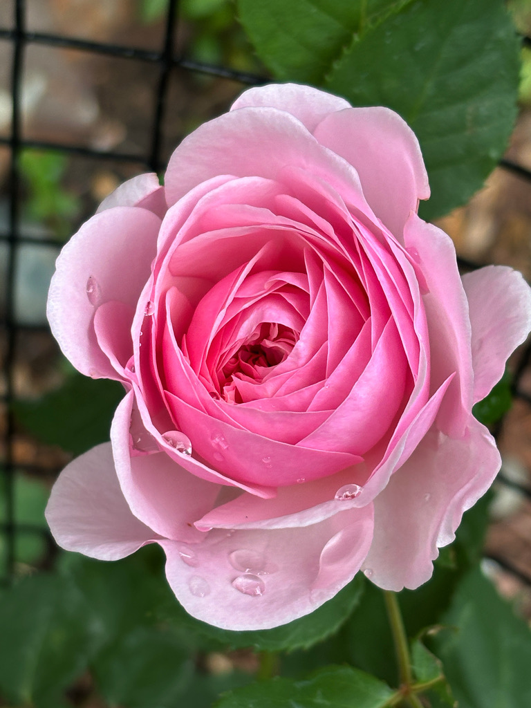 Pink rose after rain