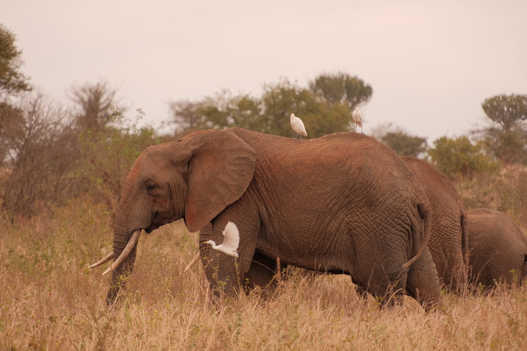 Elephants with egrets