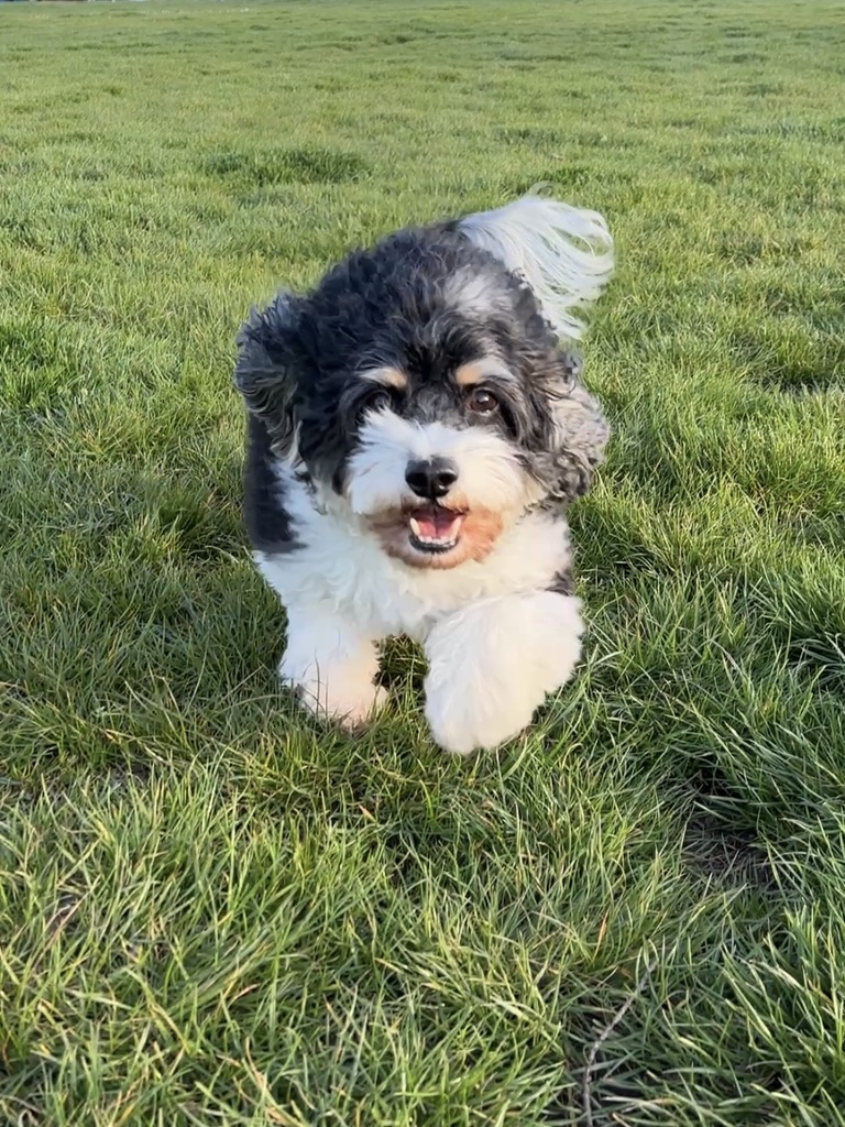 Chewie mid-sprint