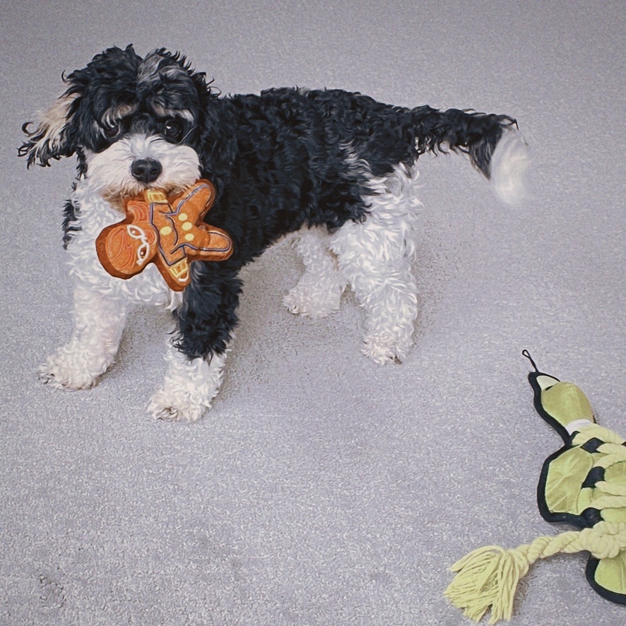 Chewie and the gingerbread man