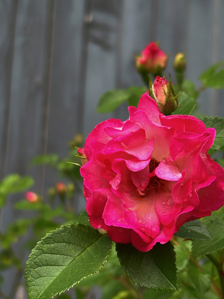 Magenta rose after rain
