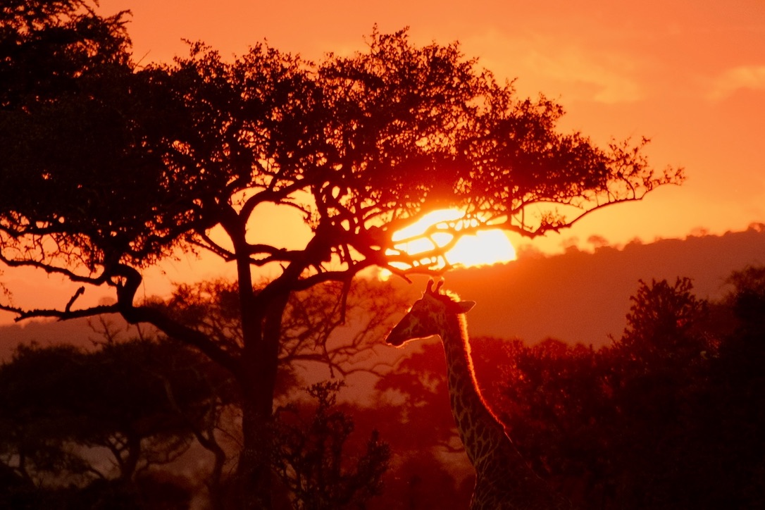 Giraffe at sunset