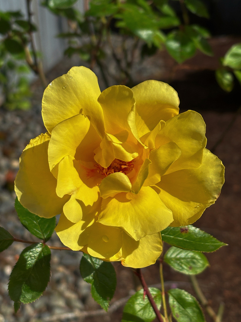 Yellow rose in the sun