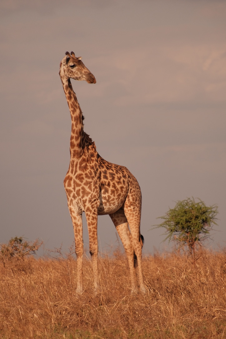 Maasai giraffe