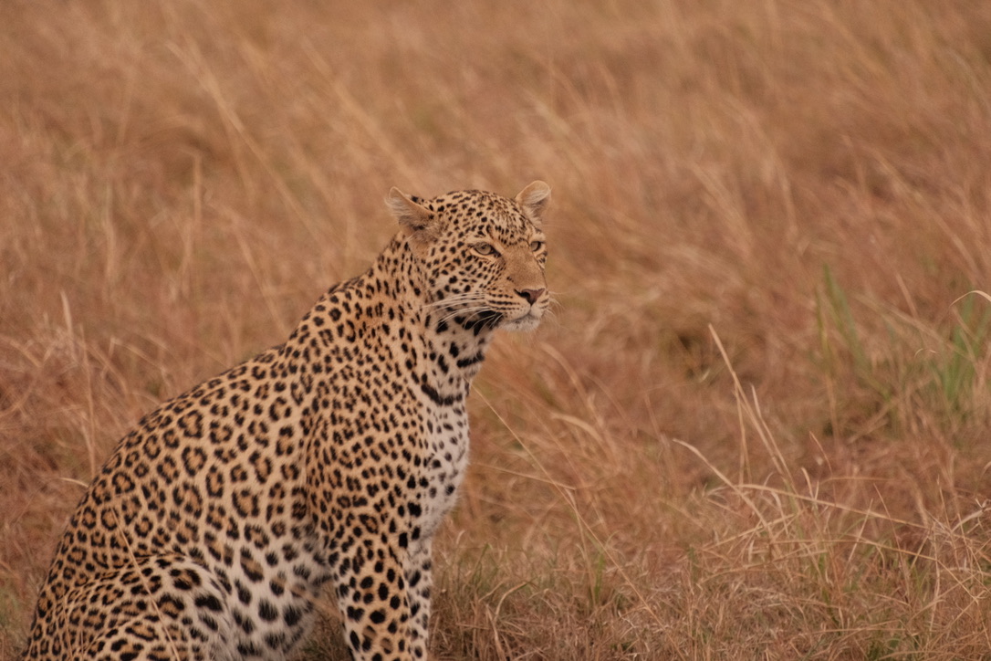 Leopard in the grass